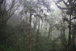 Nebelwald am Kilimanjaro. 