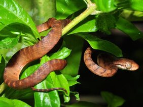 braune Nachtbaumnatter (Boiga irregularis) 