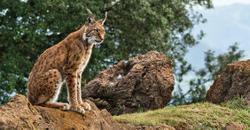 Iberischer Luchs 