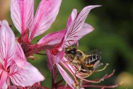 Weibchen der Garten-Blattschneiderbiene 