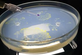 Der Schleimpilz Physarum polycephalum besteht aus einer einzigen biologischen Zelle.