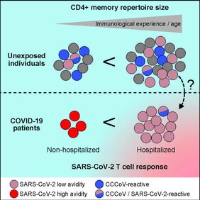 Bei COVID-19-Erkrankte mit einem milden Verlauf fand das Forschungsteam vor allem T-Zellen, die das Virus sehr gut erkennen, während die T-Zellen bei Erkrankten mit schweren Verläufen SARS-CoV-2 nur schlecht erkennen. 