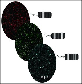 Grafische Darstellung: Aus Pflanzen gewonnene Pseudomonas capeferrum-Bakterien, die mit Hilfe des MoBacTag-Toolkits mit verschiedenen fluoreszierenden Tags markiert wurden. 