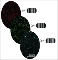 Grafische Darstellung: Aus Pflanzen gewonnene Pseudomonas capeferrum-Bakterien, die mit Hilfe des MoBacTag-Toolkits mit verschiedenen fluoreszierenden Tags markiert wurden. 