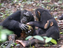 Schimpansen, die in jungen Jahren ihre Mutter verlieren, überwinden das Trauma nach ein paar Jahren 