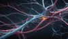 Forschende haben am interdisziplinären Forschungszentrum BrainLinks-BrainTools untersucht, welche Neuronen im Gehirn wie Bewegungen steuern. Neuronen