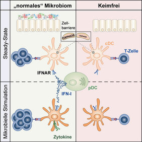 Mikrobiota-induzierte Typ-I-Interferone regulieren die Funktionalität dendritischer Zellen. 