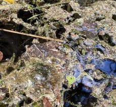 An Wasserpflanzen gebundene Cyanobakterien können ans Ufer gespült werden und dort "Matten" ausbilden. 