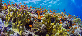 Um die Lebensräume der Korallenriffe effektiv zu schützen, ist es wichtig zu identifizieren, welche der Korallen resistenter sind und somit eine höhere Überlebenschance haben.