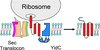 Schematische Abbildung des Einbaus eines Membranproteins in eine Doppellipid-Zellmembran
