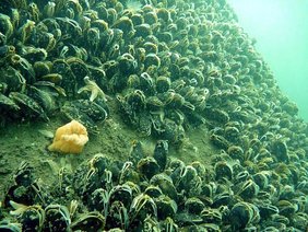 Miesmuscheln auf Fundamenten im Windpark 