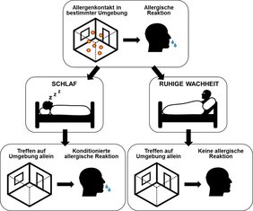 Schlaf verfestigt eine gelernte Assoziation zwischen Allergenen und der spezifischen Umgebung. Allein die Rückkehr in diese Umgebung kann eine konditionierte allergische Reaktion auslösen. 