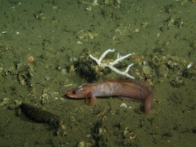 Fisch Koralle