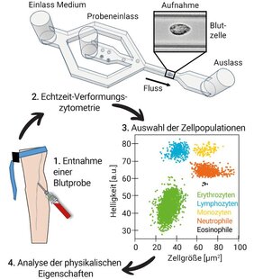 Behandlung von Blutproben