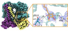 Struktur von Cytochrom bc1 mit hervorgehobener Position des Teils von Coenzym Q (orangefarbene Stäbchen) und dessen Kopfgruppe im aktiven Zustand des katalytischen Zentrums. Struktur von Cytochrom bc1 mit hervorgehobener Position des Teils von Coenzym Q (orangefarbene Stäbchen) und dessen Kopfgruppe im aktiven Zustand des katalytischen Zentrums. Grafik