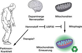 Hemmung der Deubiquitinase USP30 fördert die Mitophagie und damit die mitochondriale Erneuerung in dopaminergen Nervenzellen und könnte daher die Grundlage für eine innovative Therapie der Parkinson-Krankheit bilden. Grafik Parkinson