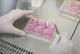 Zellbasierte Gewebemodelle zum Testen von Wirkstoffen