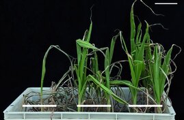 Drei verschiedene Maispflanzen in Plastikkästen nach einer Dürre und anschließender Wiederbewässerung.