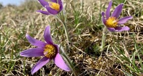 Die Gewöhnliche Kuhschelle (Pulsatilla vulgaris Mill.)