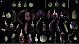 Die Früchte unterschiedlicher Sorten der Aubergine und ihrer wilden Vorfahren. 