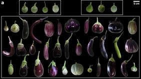 Die Früchte unterschiedlicher Sorten der Aubergine und ihrer wilden Vorfahren. 