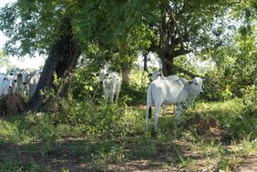 Bei den deutsch-brasilianischen Forschungsprojekten stehen unter anderem die hellhäutigen Nelore-Rinder im Fokus. Dabei wird untersucht, welche Vorteile die Tierhaltung in schattigen Wäldern bringt. 