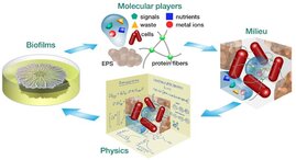 Biofilme