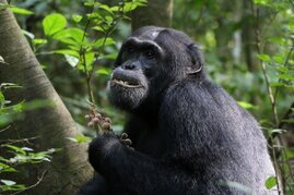 Zalu, a Budongo chimpanzee feeding on the fruit of F. exasperata. 