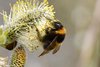 Eine Gartenhummel-Königin (Bombus hortorum agg.) an einer Weidenblüte (Salix sp.).