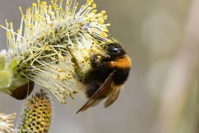 Eine Gartenhummel-Königin (Bombus hortorum agg.) an einer Weidenblüte (Salix sp.).