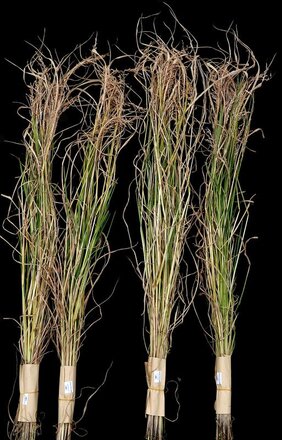 Reispflanze astol1