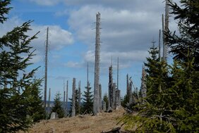 Durch den Borkenkäfer abgestorbene Fichten im Nationalpark Bayerischer Wald. 