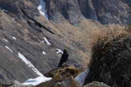 Vögel auf der Flucht vor der Klimaerwärmung 