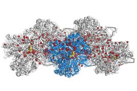 Cryo-EM Rekonstruktion von F-Aktin