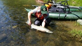 Steelhead Trout im Mashel River im US-Bundesstaat Washington  