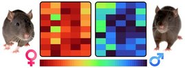 Zwei Mäuse zwischen einer bunten Grafik