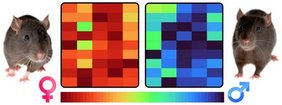Zwei Mäuse zwischen einer bunten Grafik