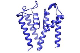 Untereinheit des neu entdeckten Tandem-Kaliumkanals, in der zwei porenbildende Proteindomänen direkt miteinander verbunden sind. 3D Darstellung Untereinheit des neu entdeckten Tandem-Kaliumkanals, in der zwei porenbildende Proteindomänen direkt miteinander verbunden sind.