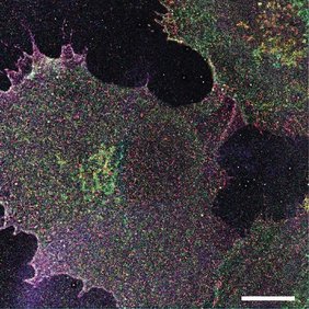 Landkarte verschiedener Glycanstrukturen auf einer humanen Blutgefäßzelle. Landkarte verschiedener Glycanstrukturen auf einer humanen Blutgefäßzelle