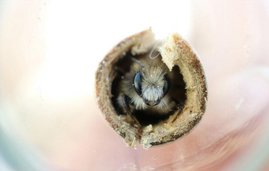 Eine rote Mauerbiene (Osmia bicornis) in ihrem Winterquartier, einem Schilfhalm.
