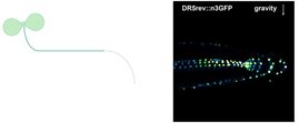 Auxin in der Wurzel asymmetrisch