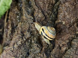 Eine gewöhnliche Gartenschnecke produziert mit nur einem molekularen Baukasten erstaunlich unterschiedliche Schleimarten. Gartenschnecke an einem Baumstamm