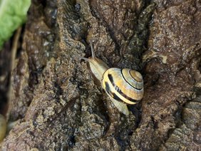 Eine gewöhnliche Gartenschnecke produziert mit nur einem molekularen Baukasten erstaunlich unterschiedliche Schleimarten. Gartenschnecke an einem Baumstamm