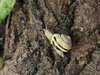 Eine gewöhnliche Gartenschnecke produziert mit nur einem molekularen Baukasten erstaunlich unterschiedliche Schleimarten. Gartenschnecke an einem Baumstamm