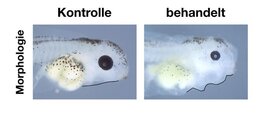 Die mit einem Neonikotinoid behandelte Kaulquappe (rechts) hat einen veränderten Kopf, kleinere Augen und Ödeme im Kopf- und Herzbereich. 