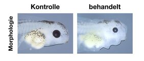 Die mit einem Neonikotinoid behandelte Kaulquappe (rechts) hat einen veränderten Kopf, kleinere Augen und Ödeme im Kopf- und Herzbereich. 