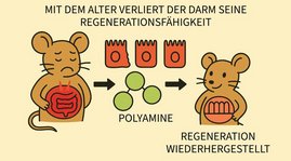 Im Alter nimmt die Regenerationsfähigkeit des Darms ab, darfestellt durch zwei Mäuse mit KI erstellt