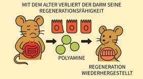 Im Alter nimmt die Regenerationsfähigkeit des Darms ab, darfestellt durch zwei Mäuse mit KI erstellt