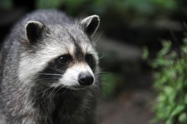 Porträt eines Waschbären (Procyon lotor) 