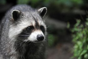 Porträt eines Waschbären (Procyon lotor) 